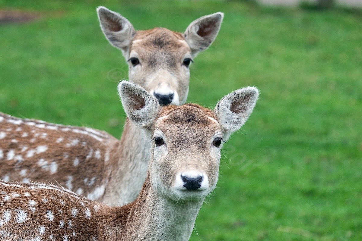 Fallow Deer
