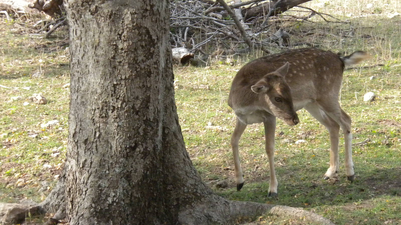 Fallow Deer