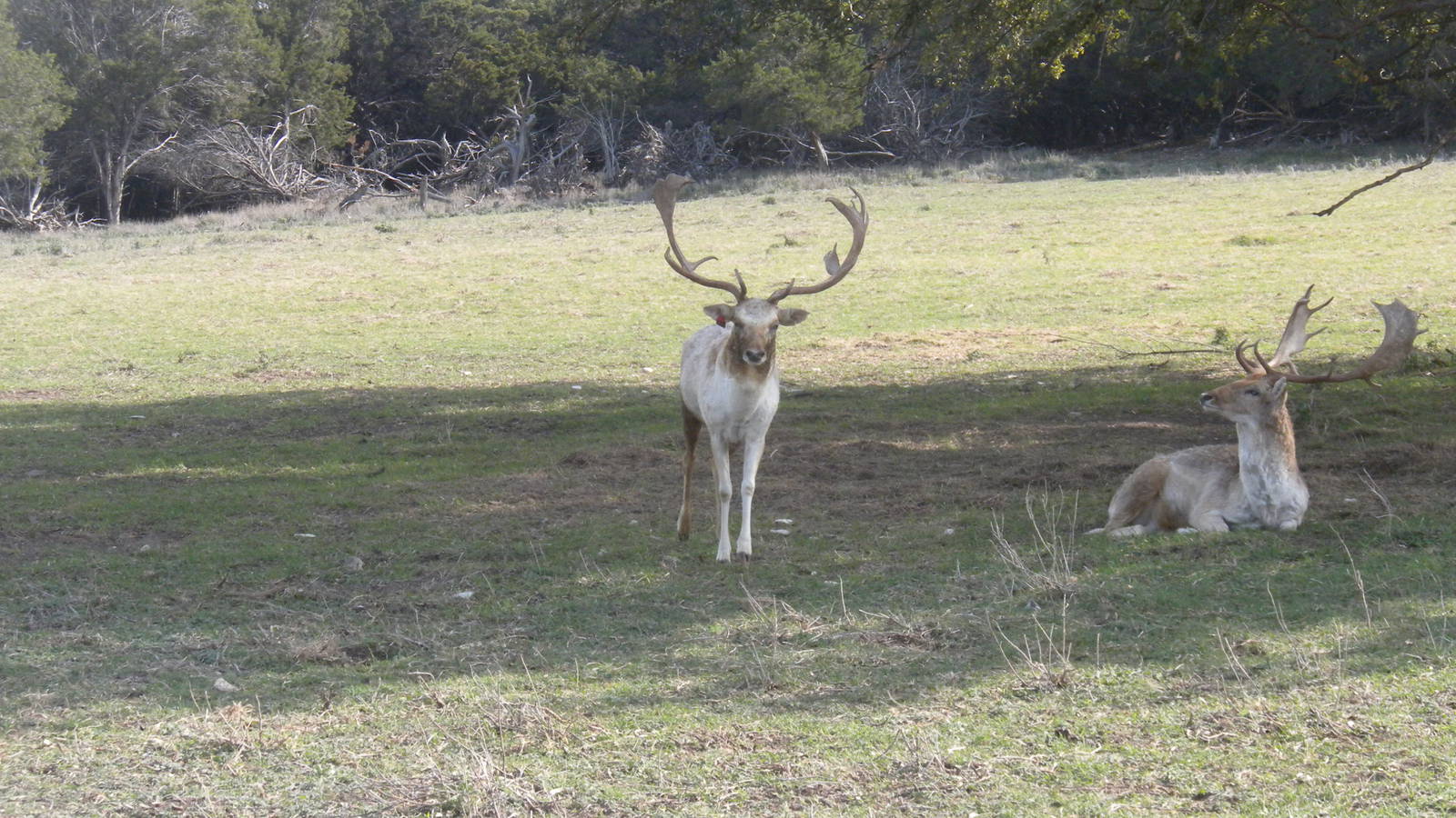 Fallow Deer