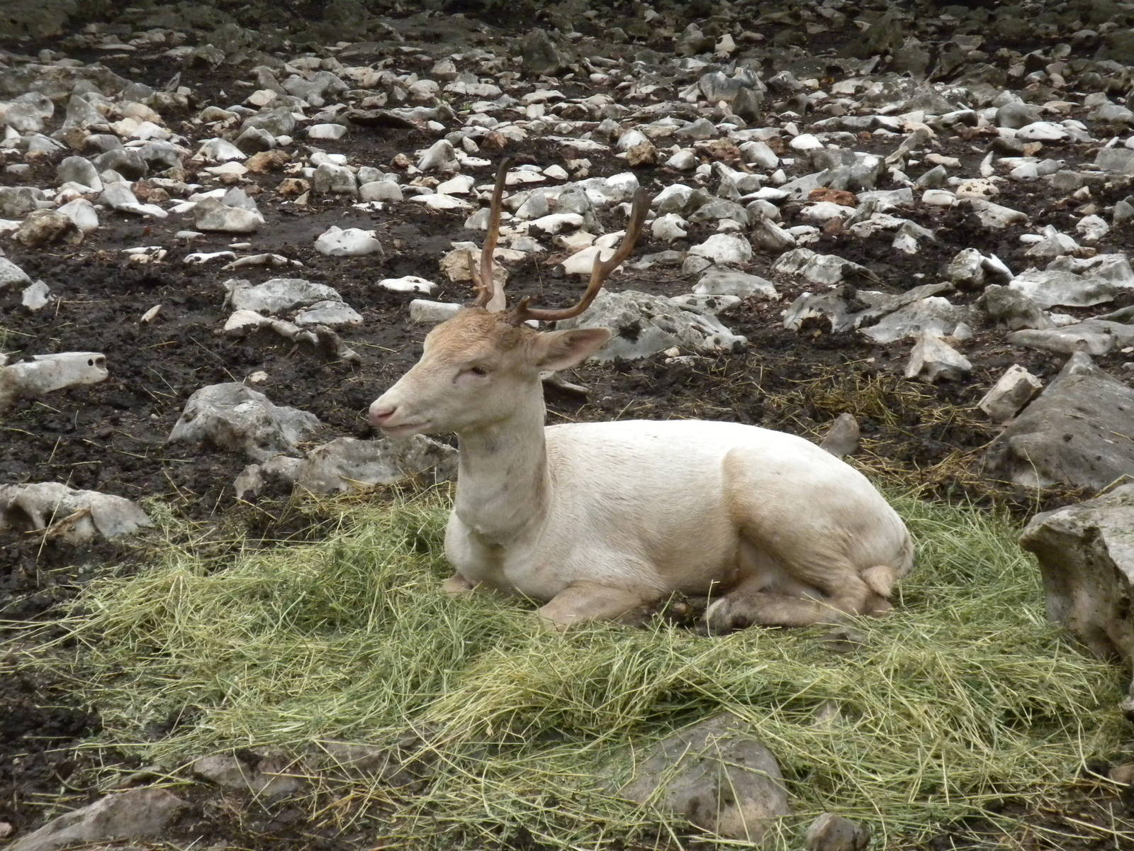 Fallow Deer