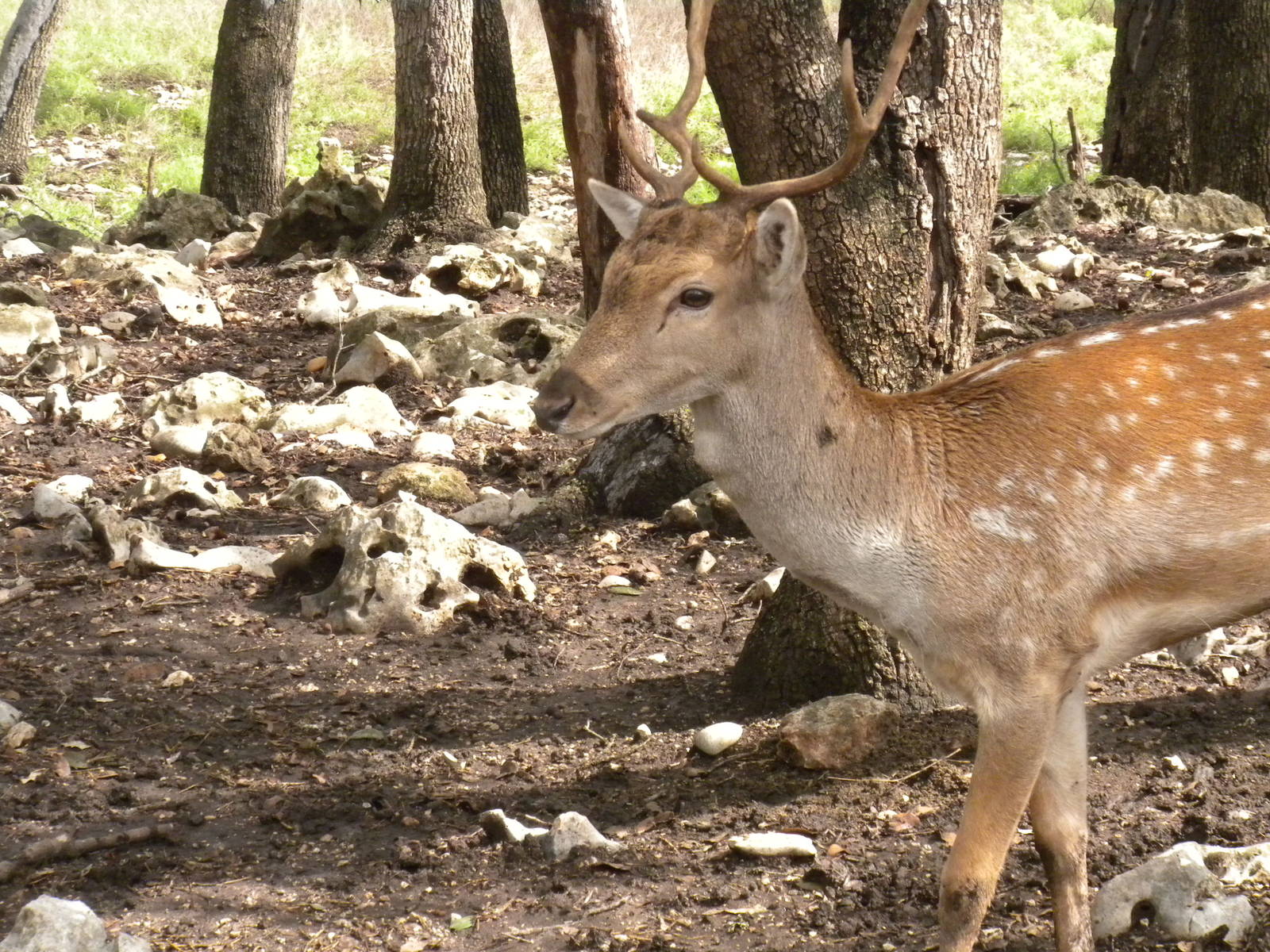 Fallow Deer