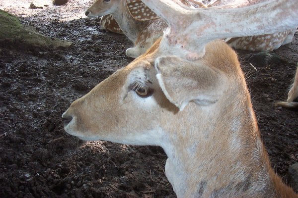 Fallow Deer
