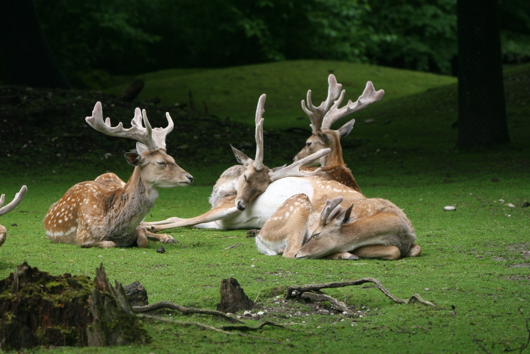Fallow Deer