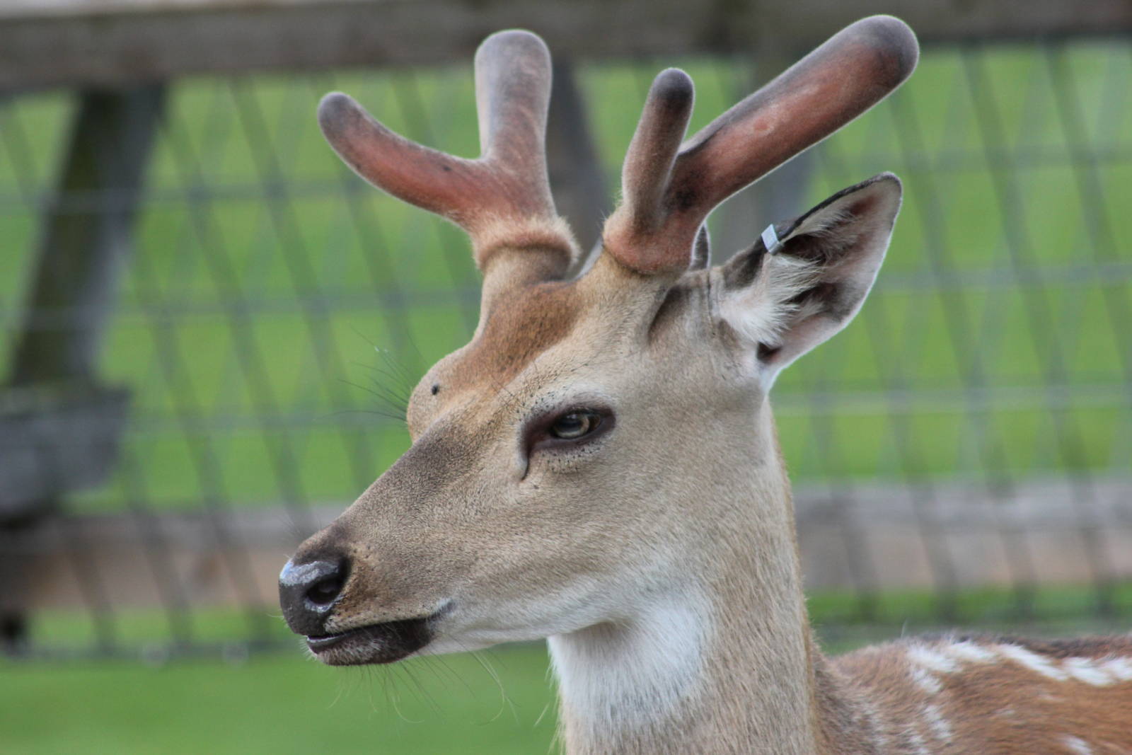 Fallow deer