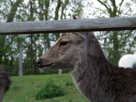 fallow deer