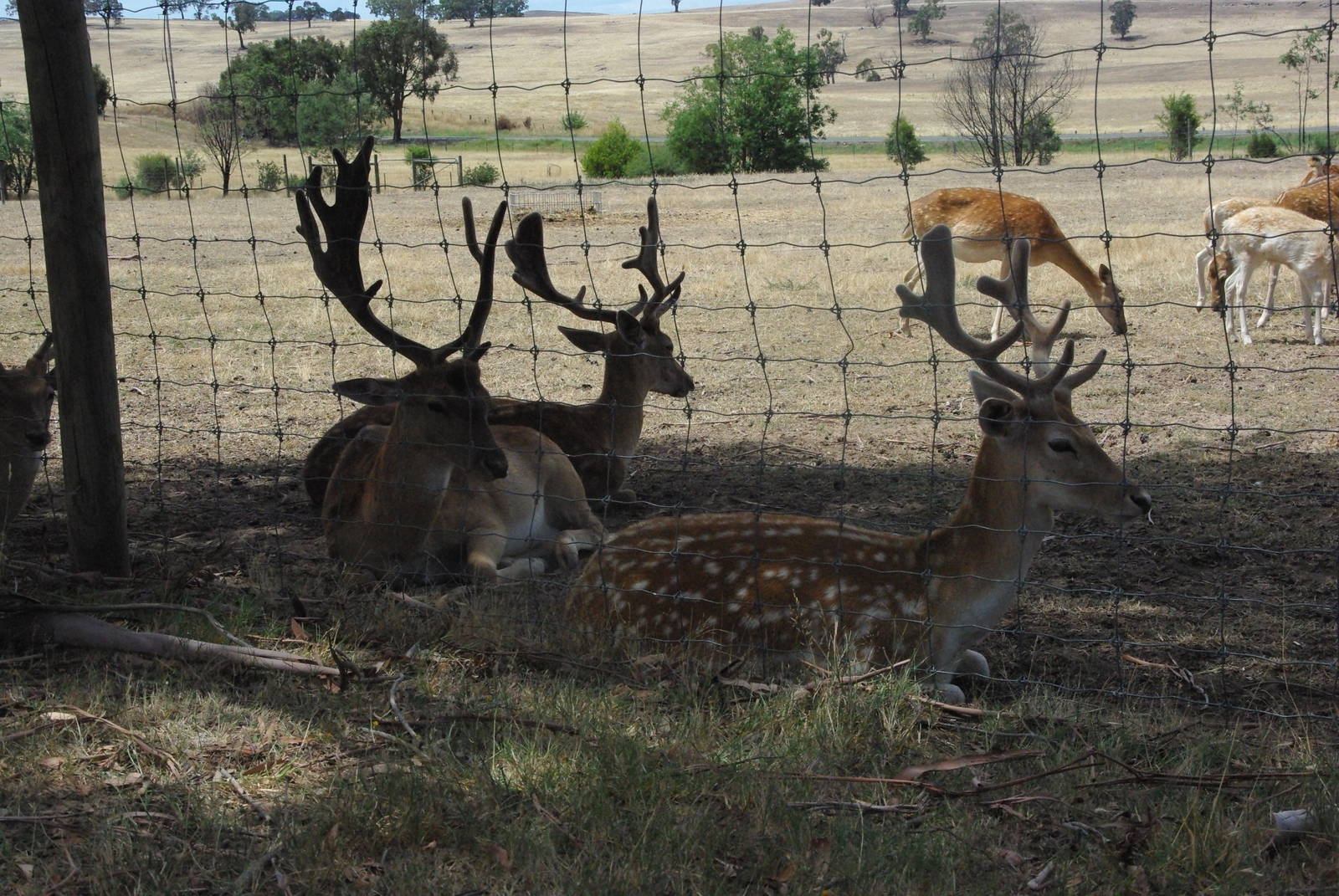 Fallow Deer