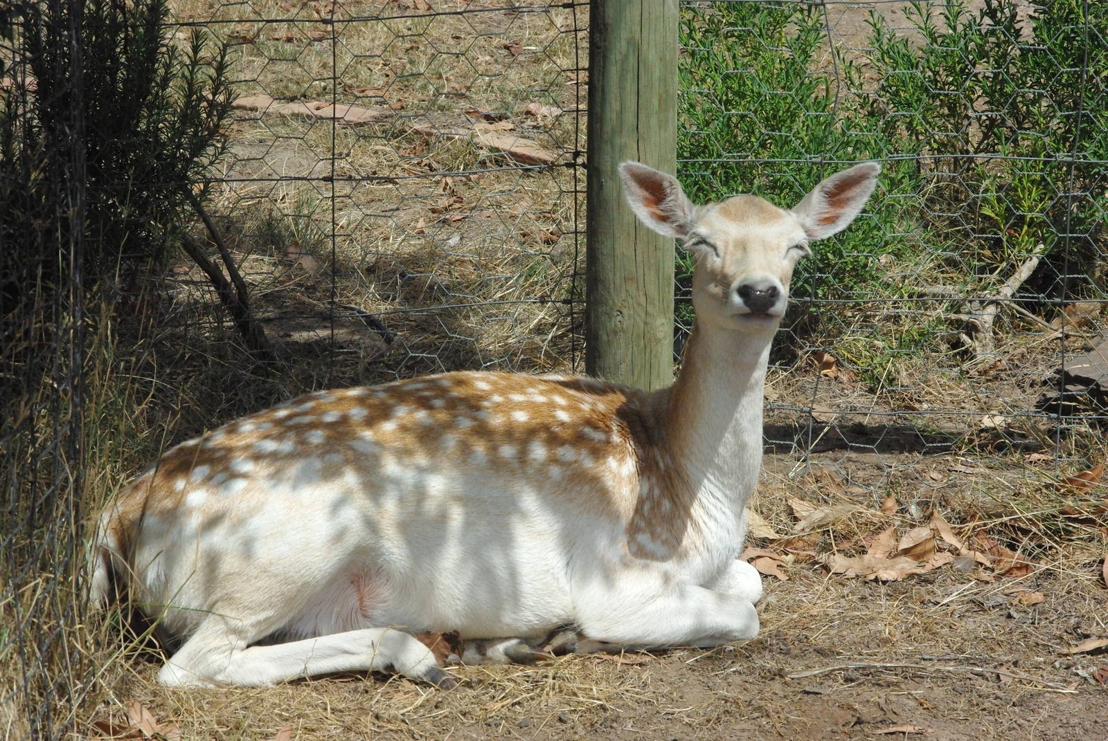 Fallow Deer