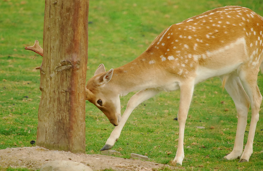 FALLOW DEER