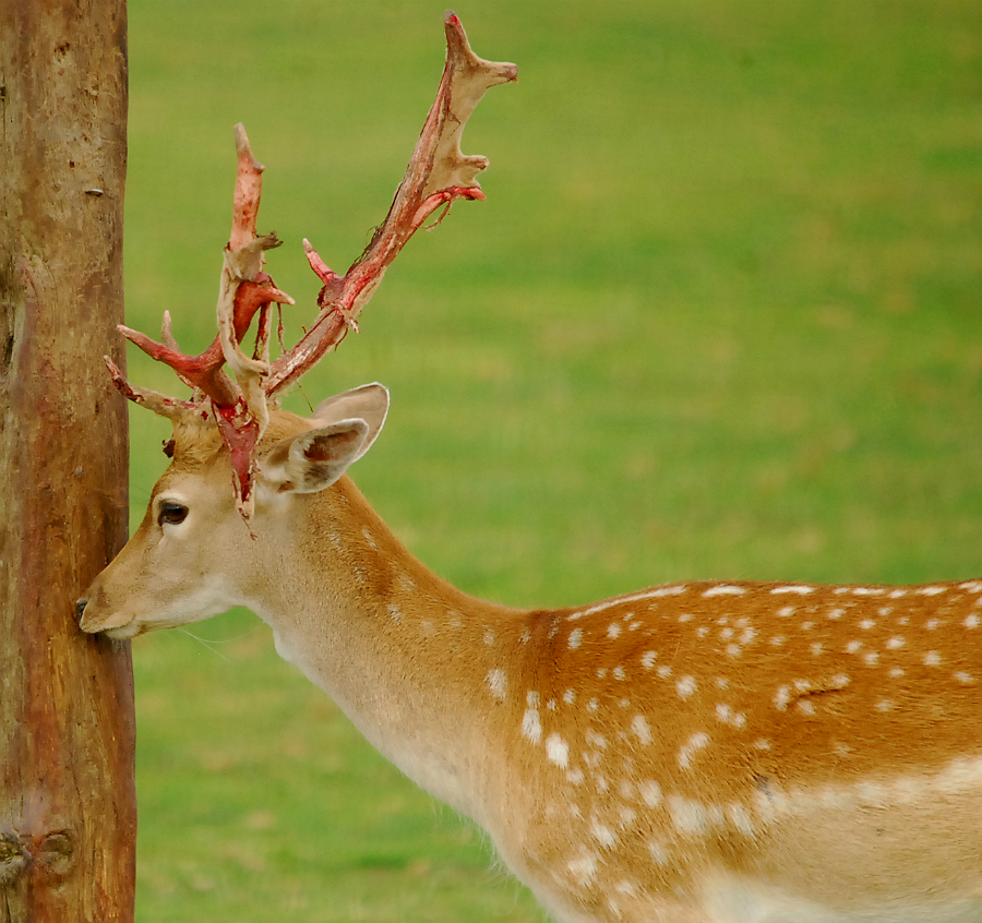 FALLOW DEER