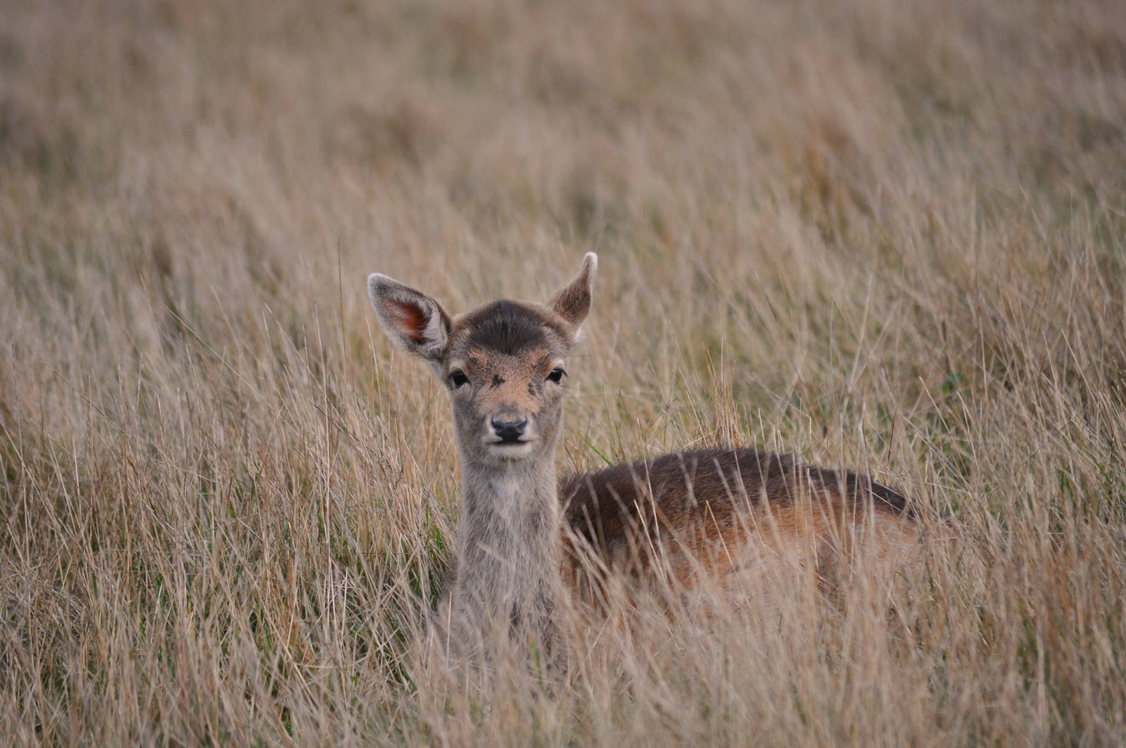 Fallow Deer