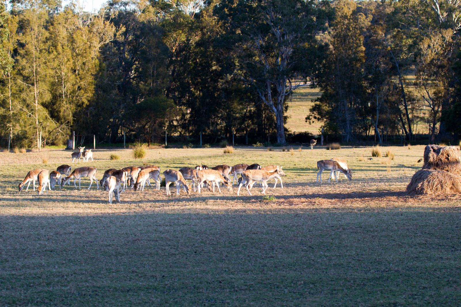 Fallow Deer