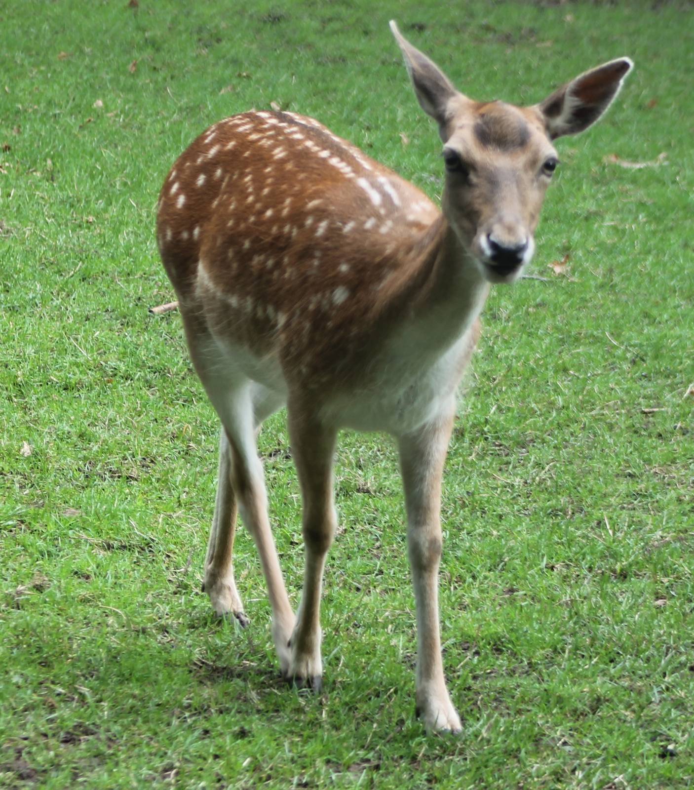 Fallow deer