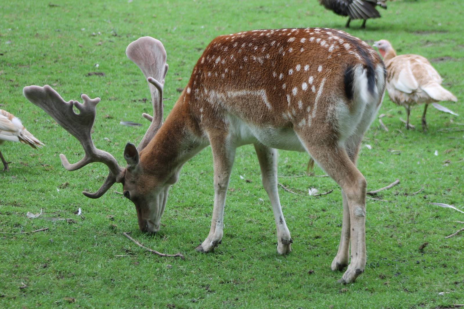 Fallow deer