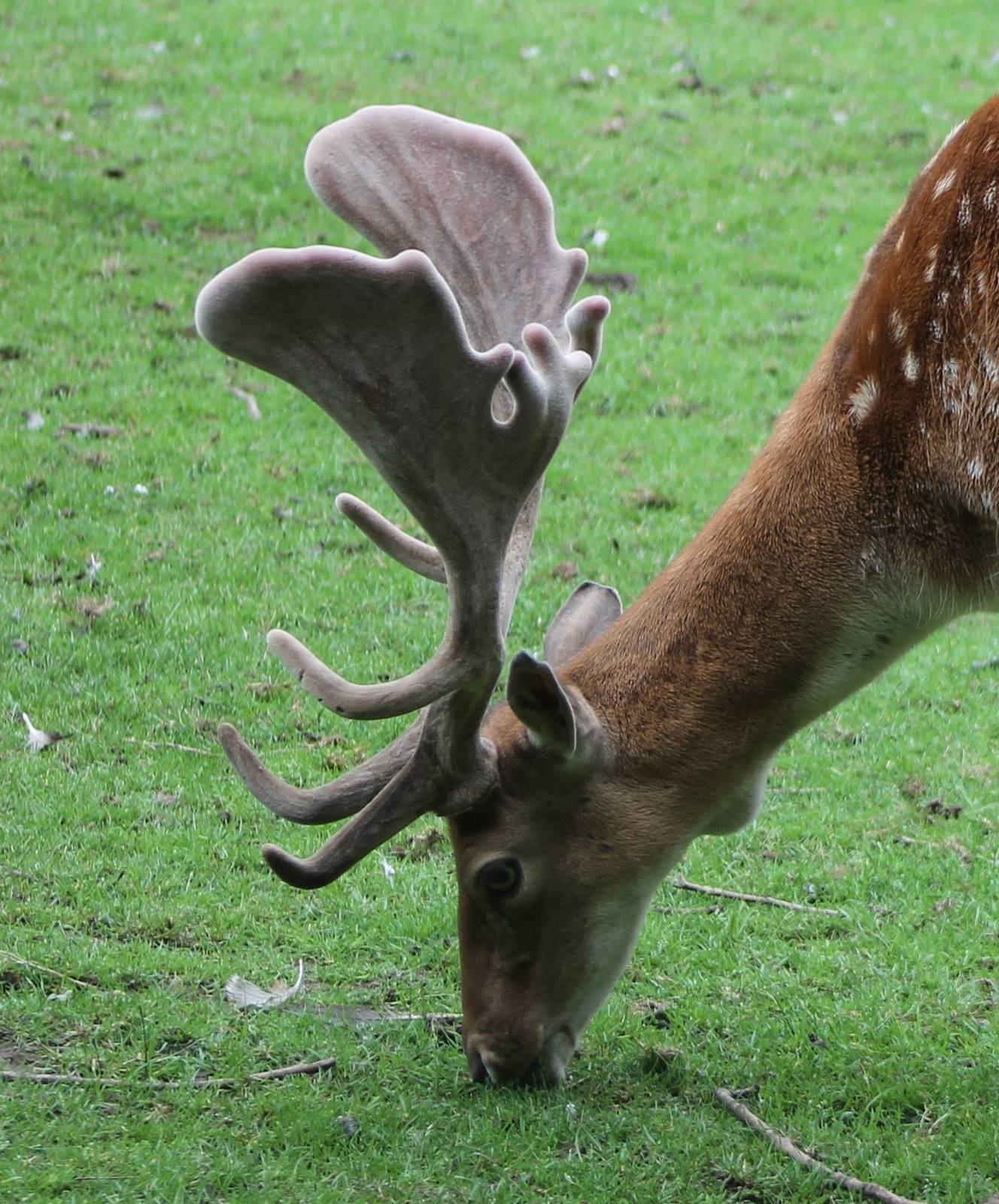 Fallow deer