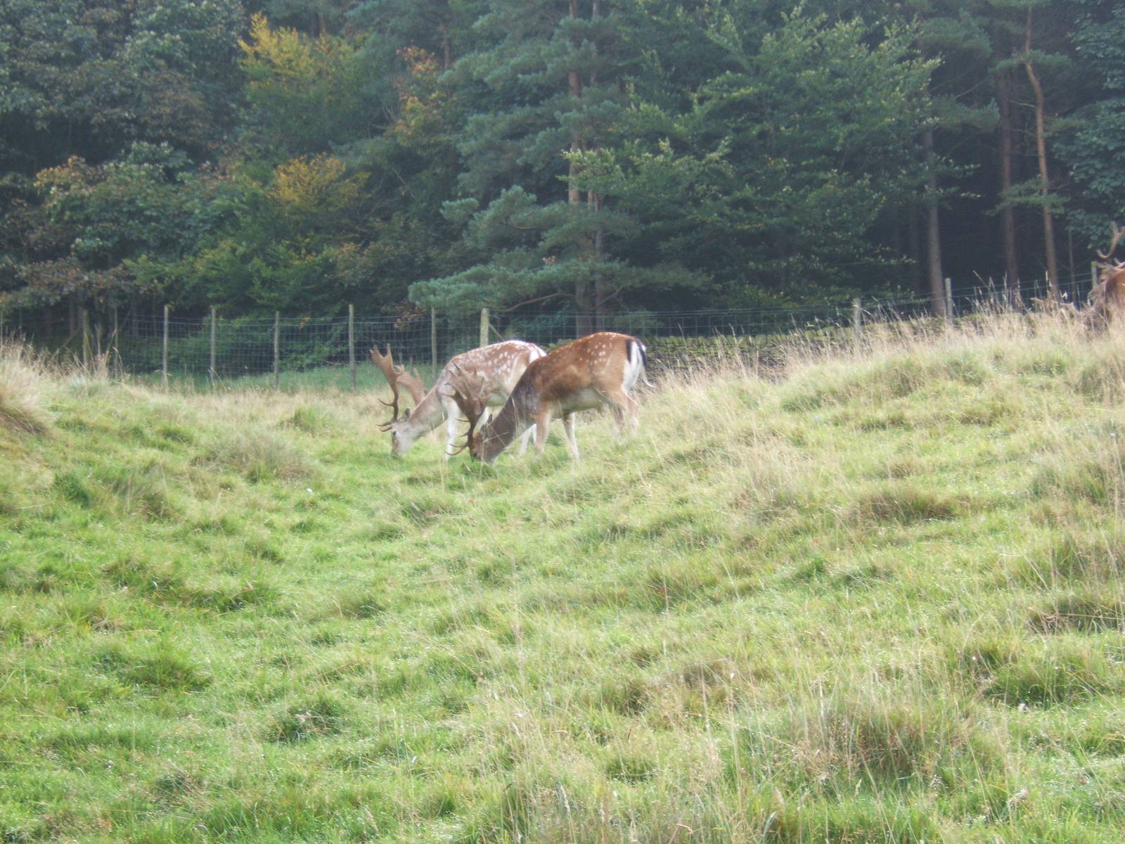 Fallow Deer