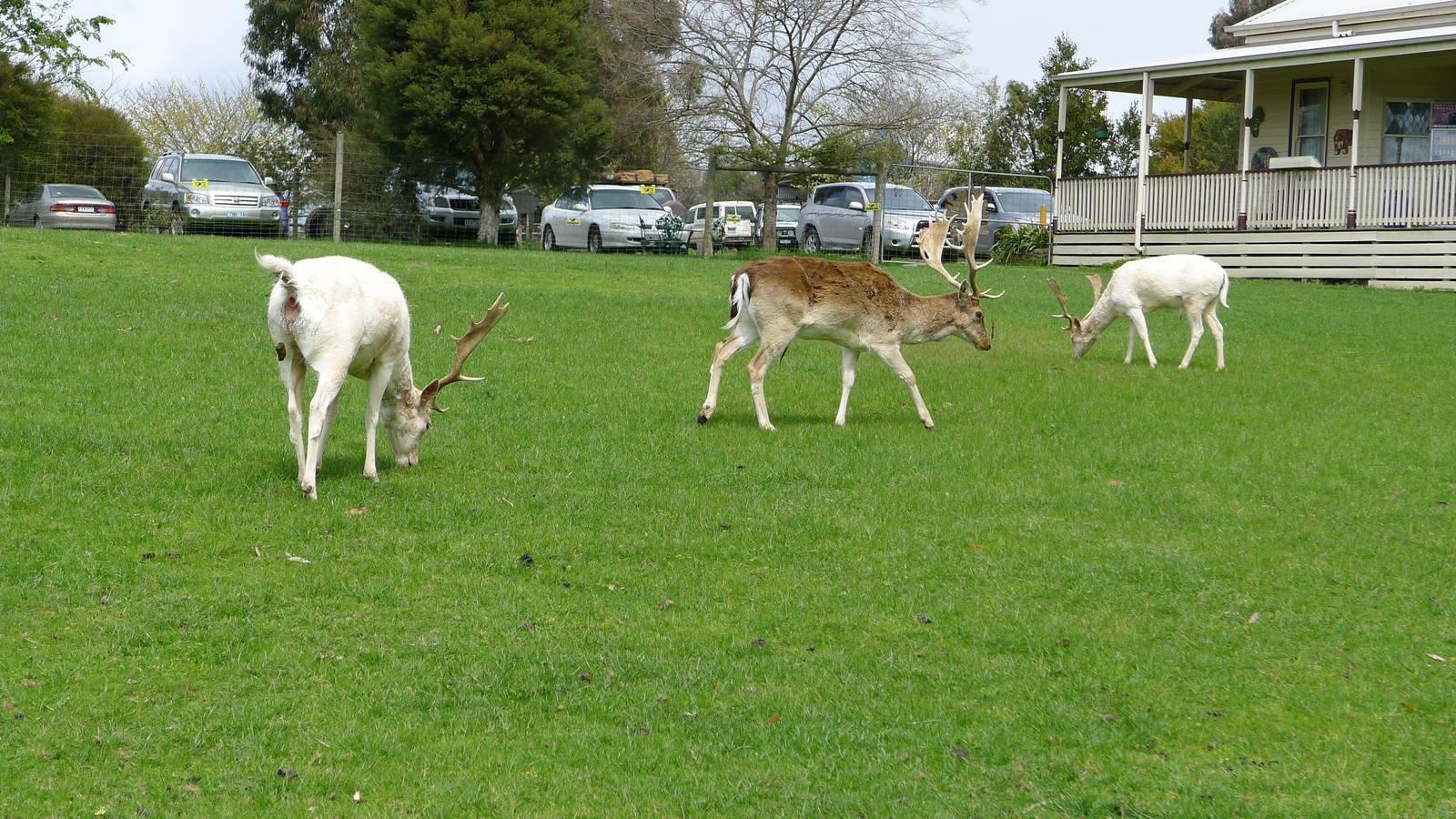 Fallow Deer