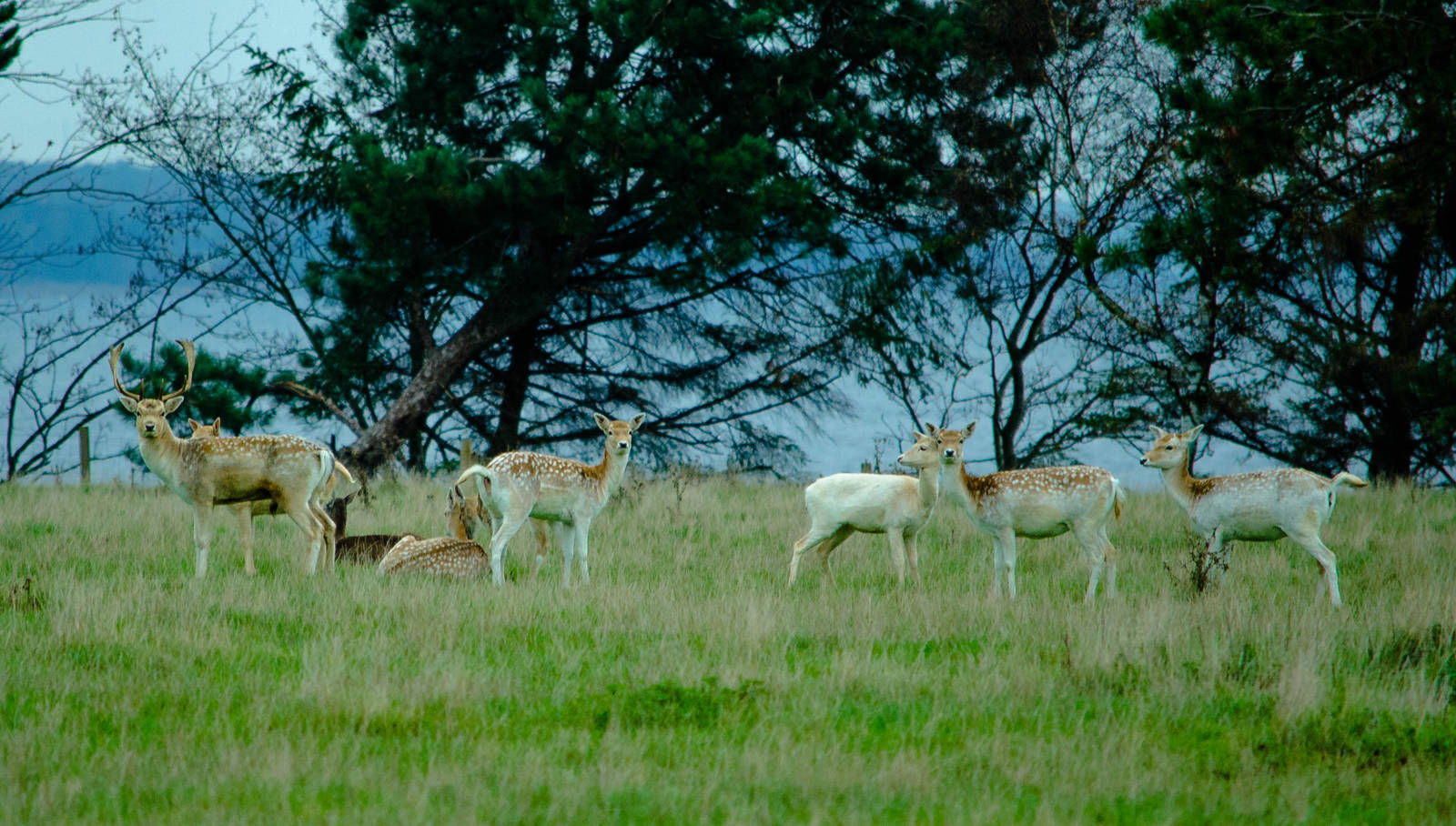 Fallow Deer