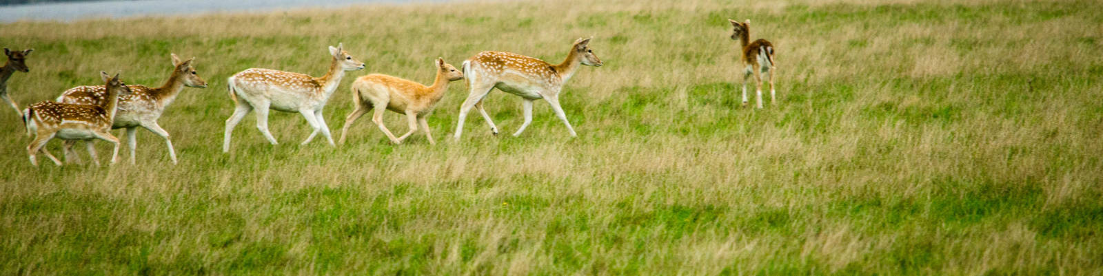 Fallow Deer
