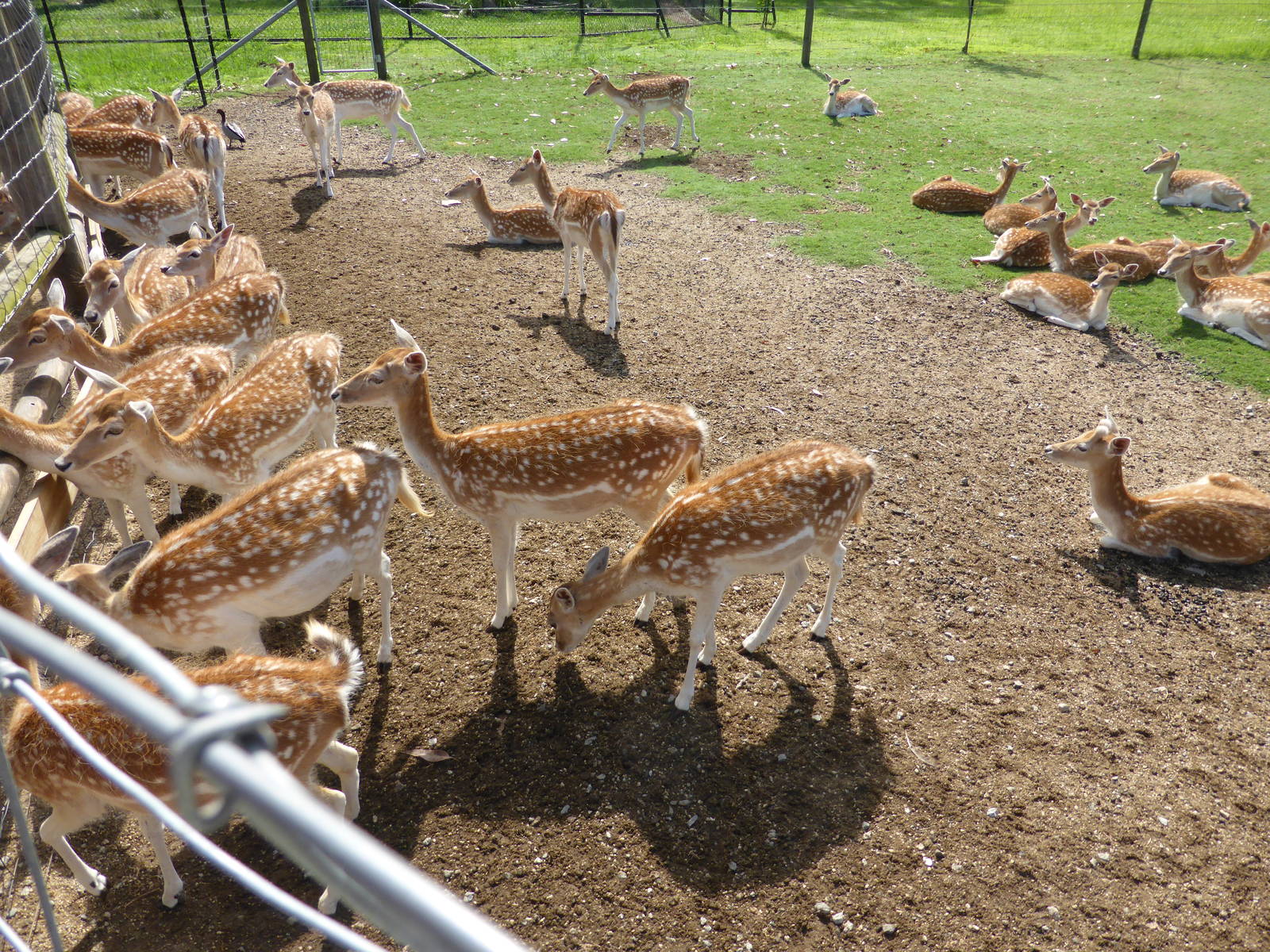 Fallow Deer