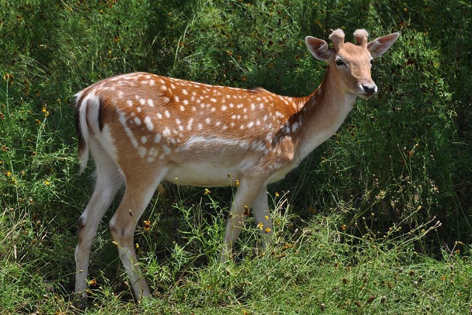 Fallow Deer