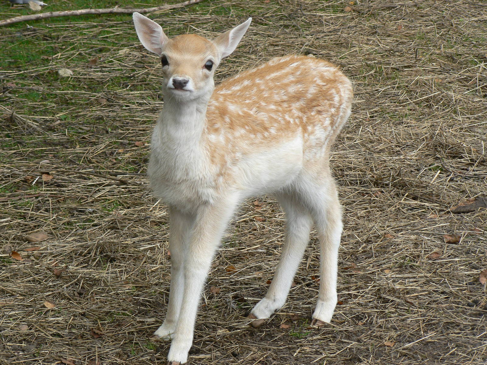 Fallow Deer