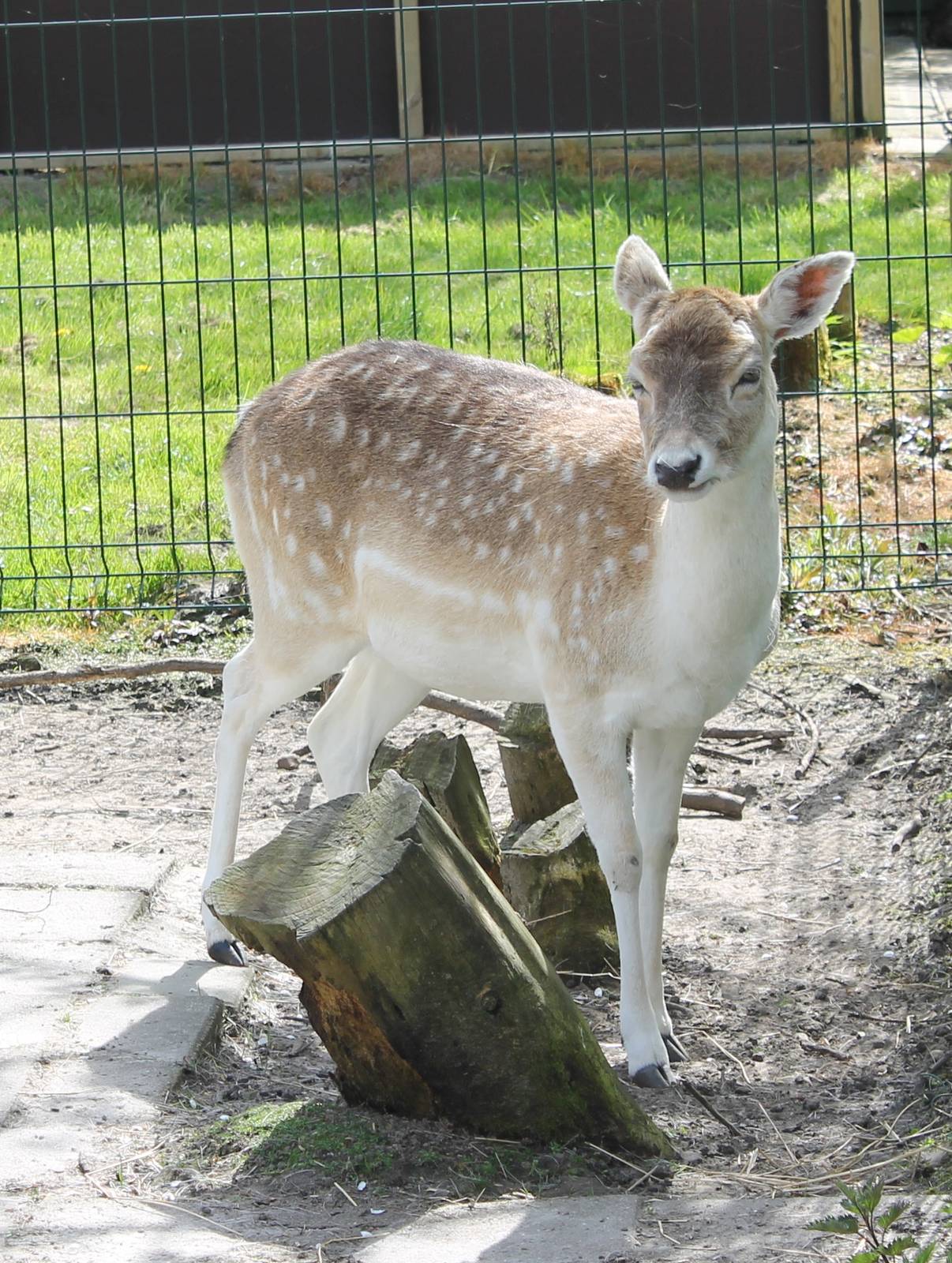 Fallow deer