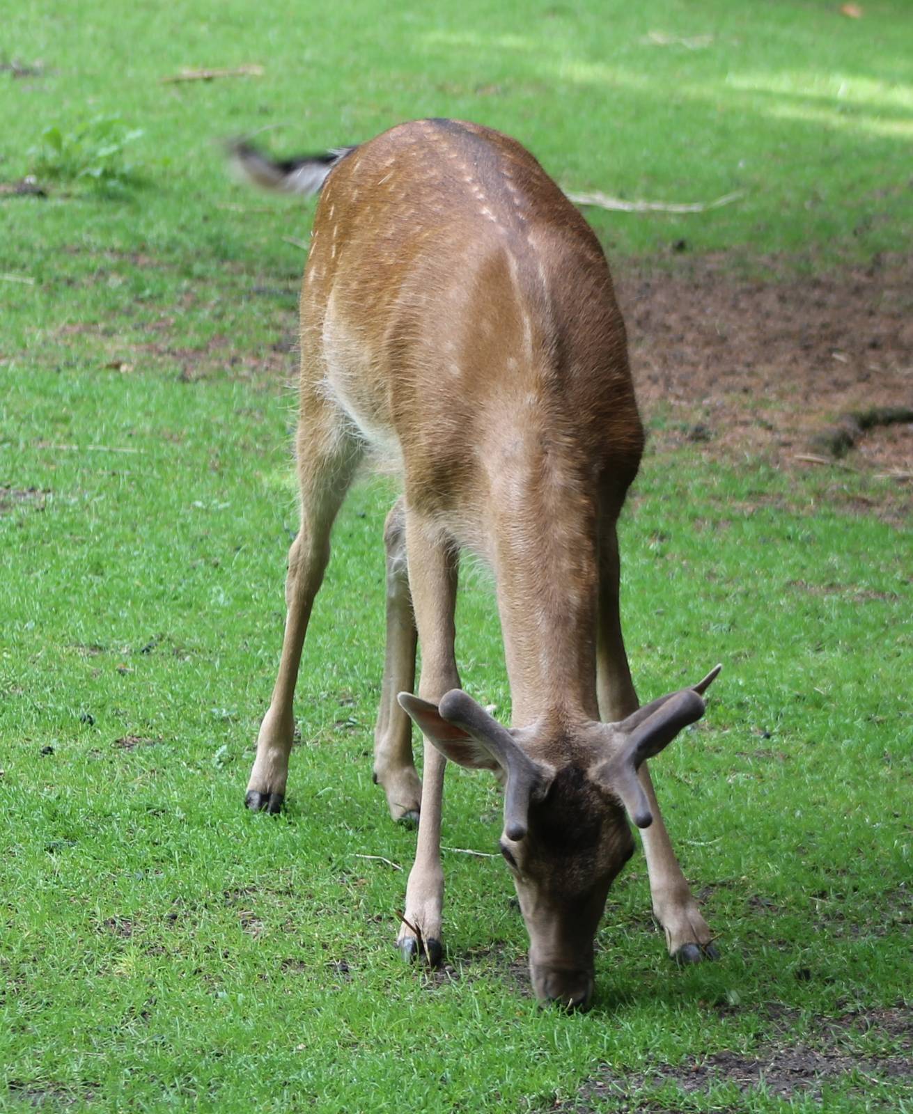 Fallow deer