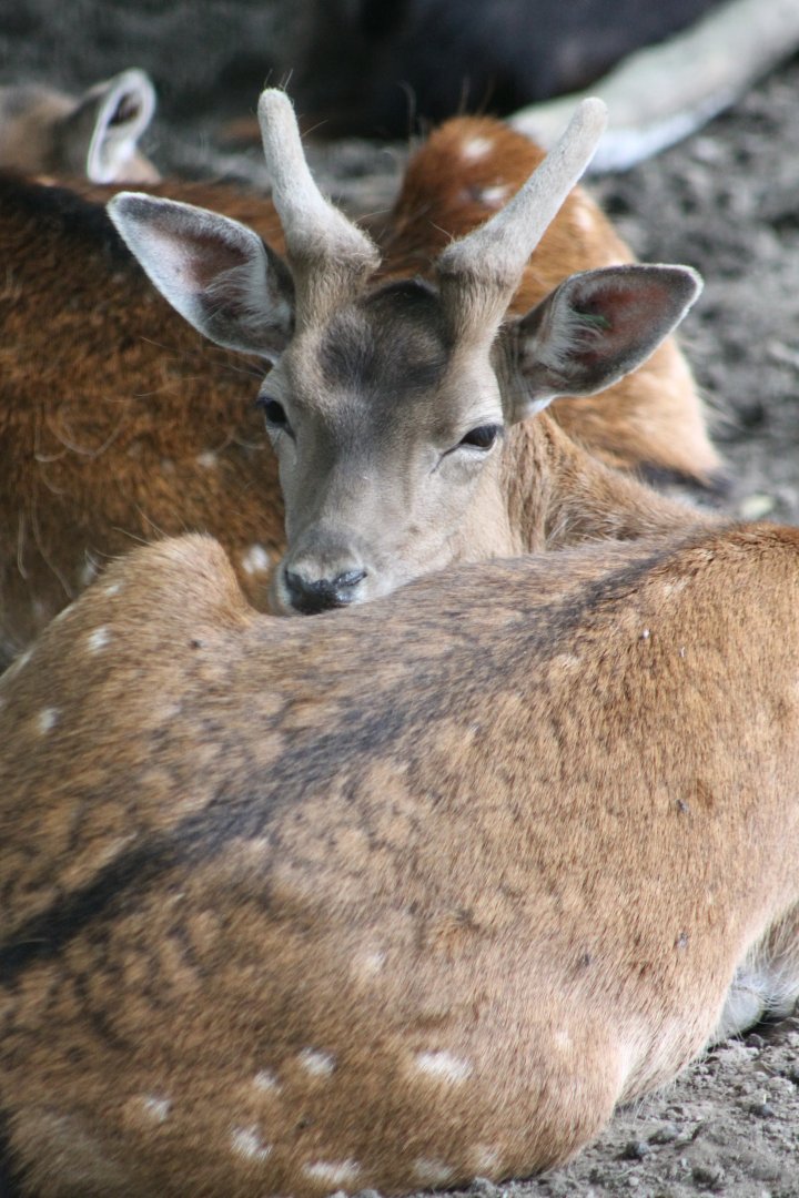 Fallow deer