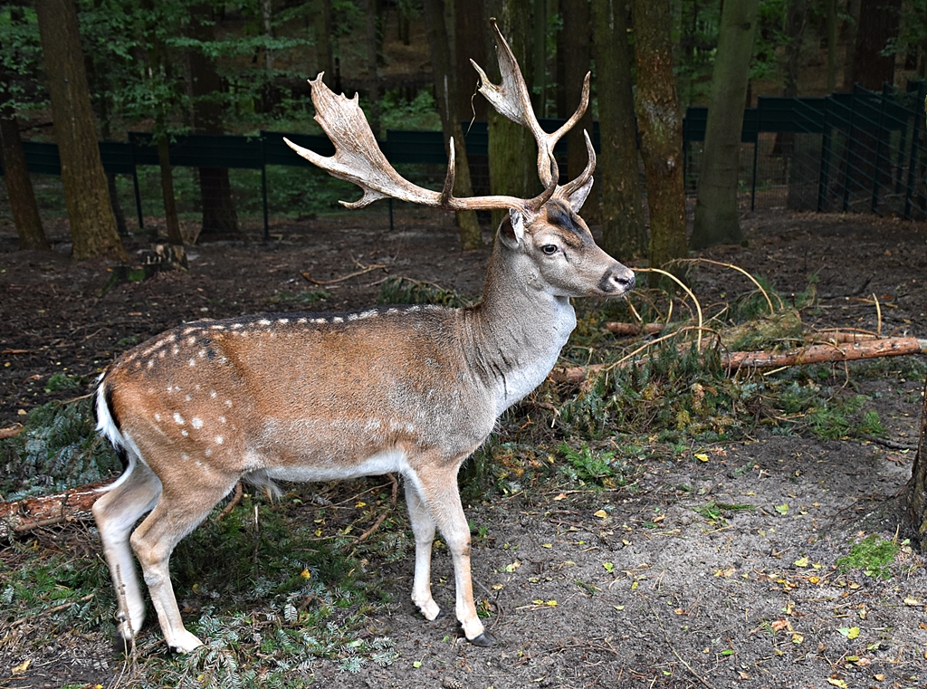 Fallow deer