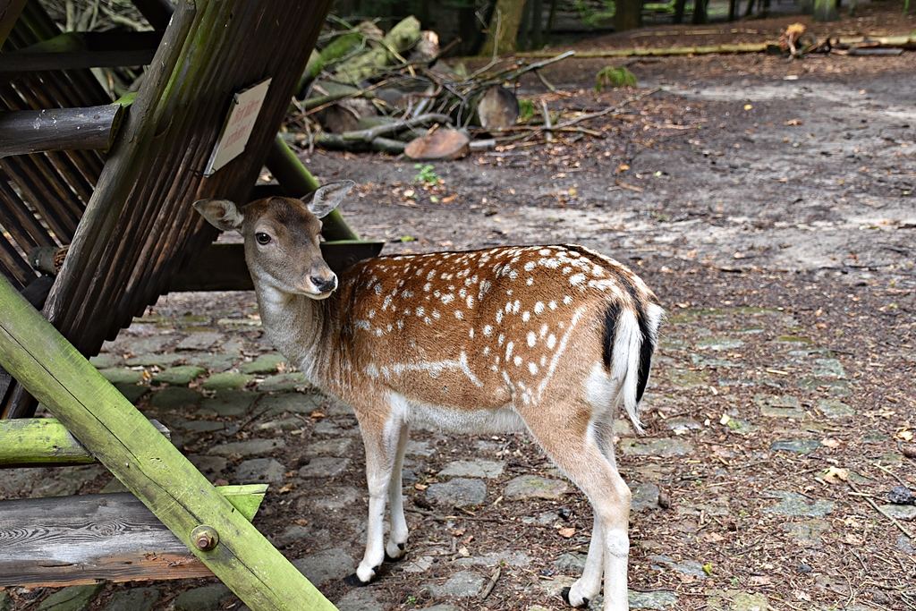 Fallow deer