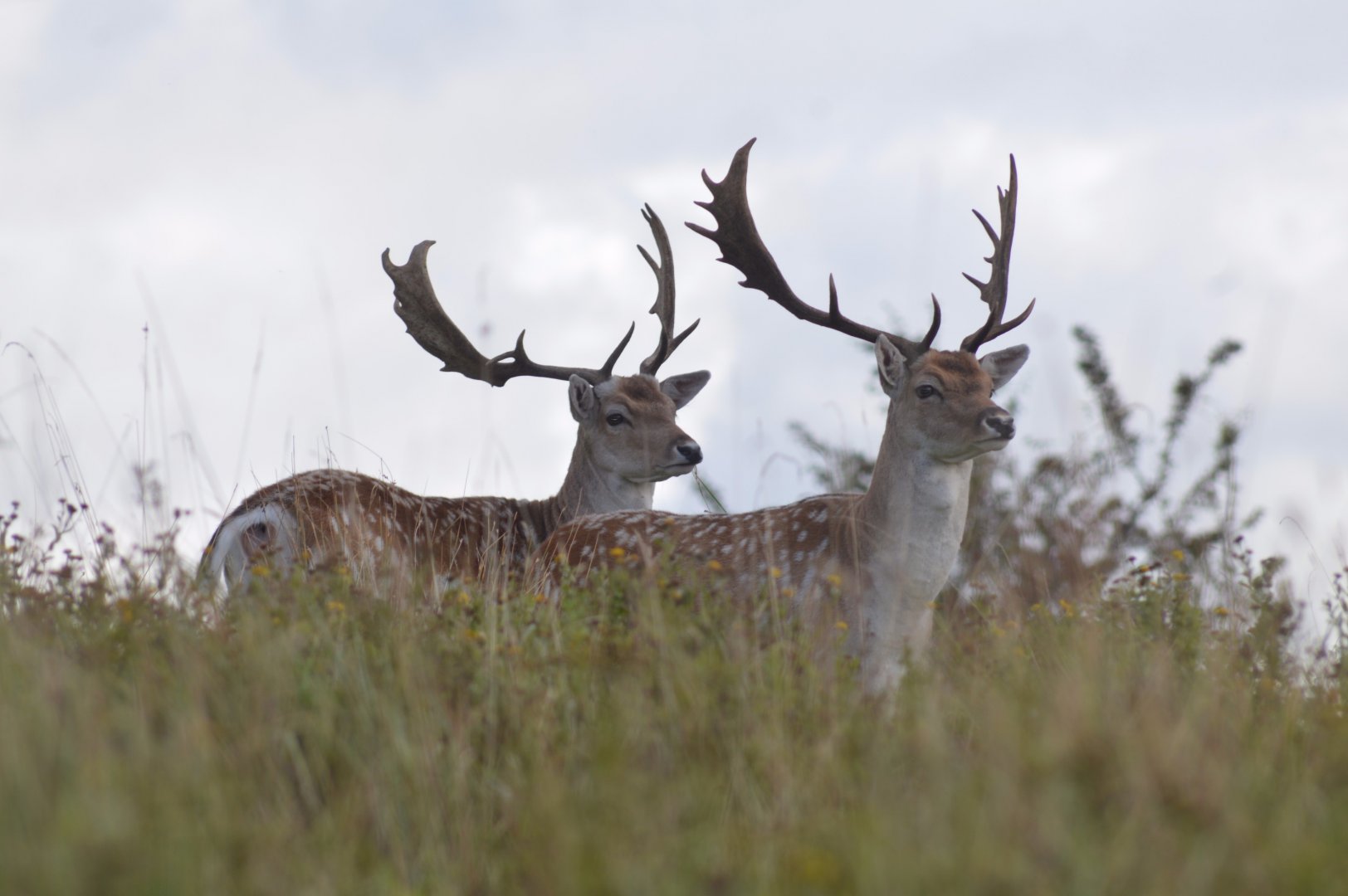 Fallow Deer