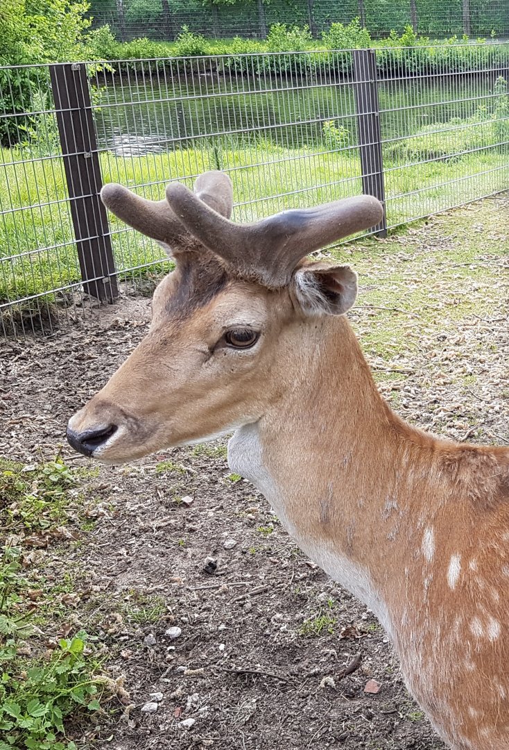 Fallow deer