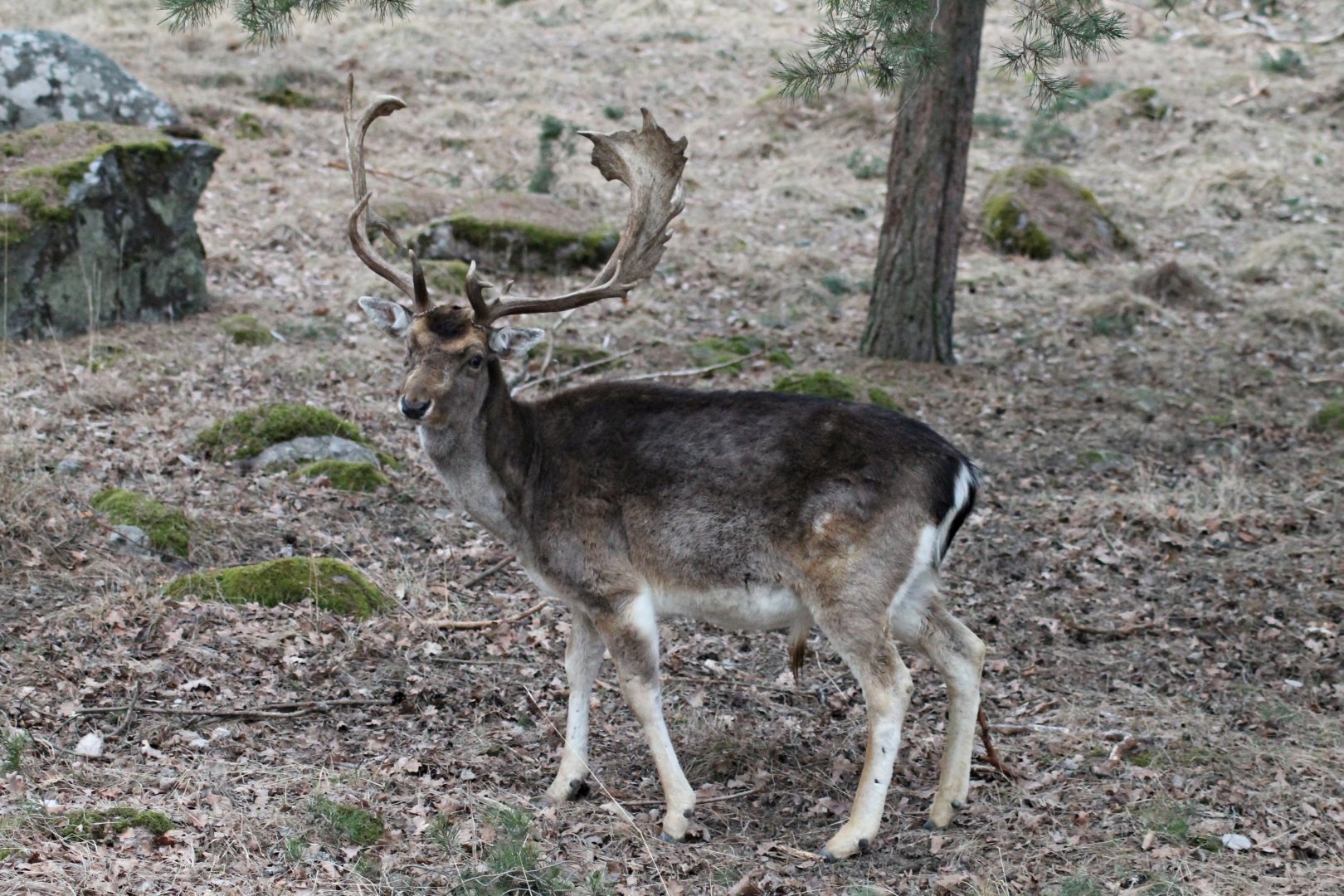 Fallow deer