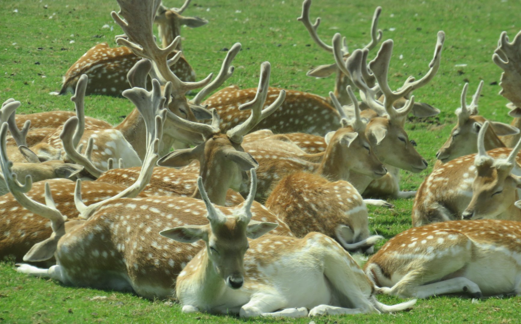 Fallow deer