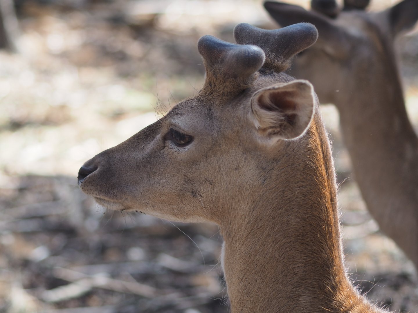 Fallow Deer