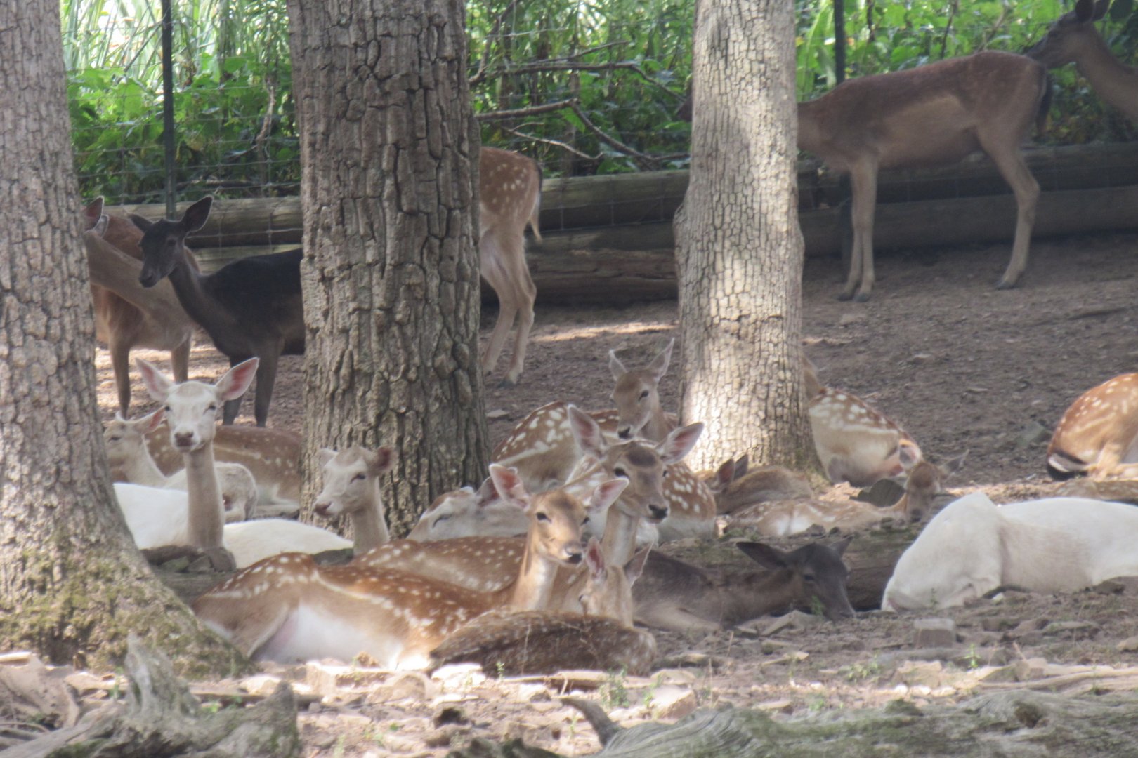fallow deer