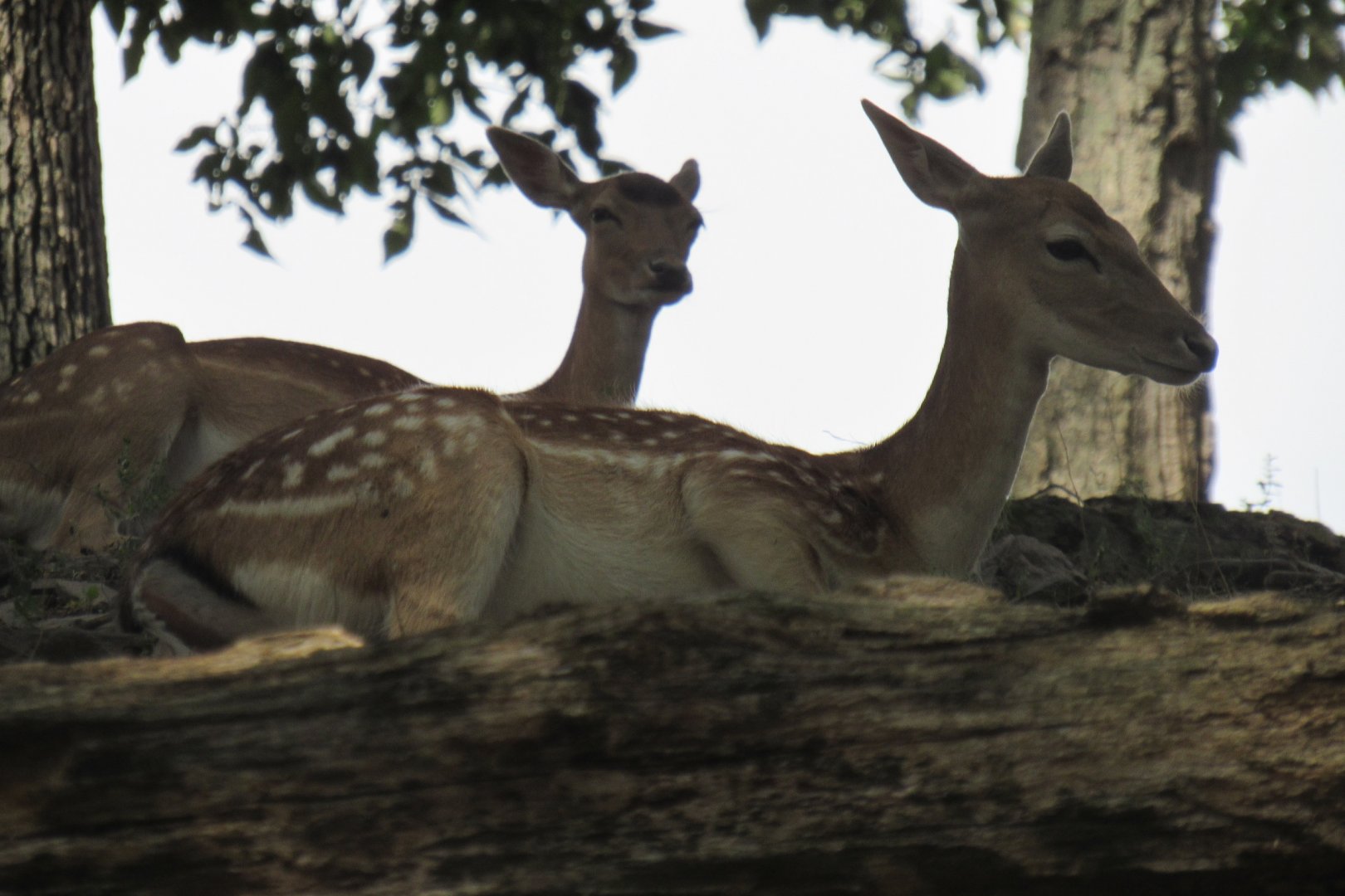 fallow deer