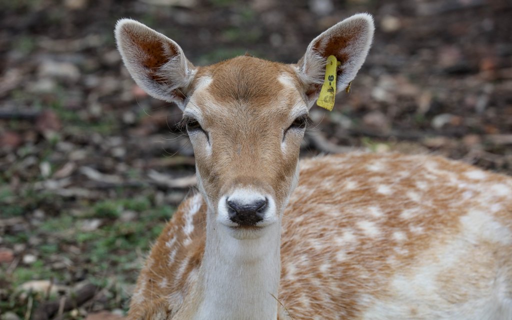 Fallow Deer