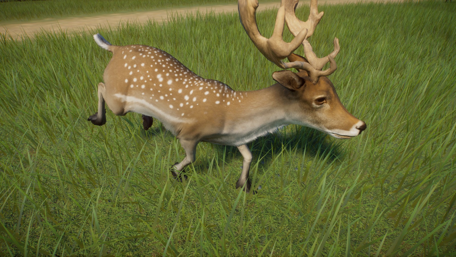 Fallow Deer