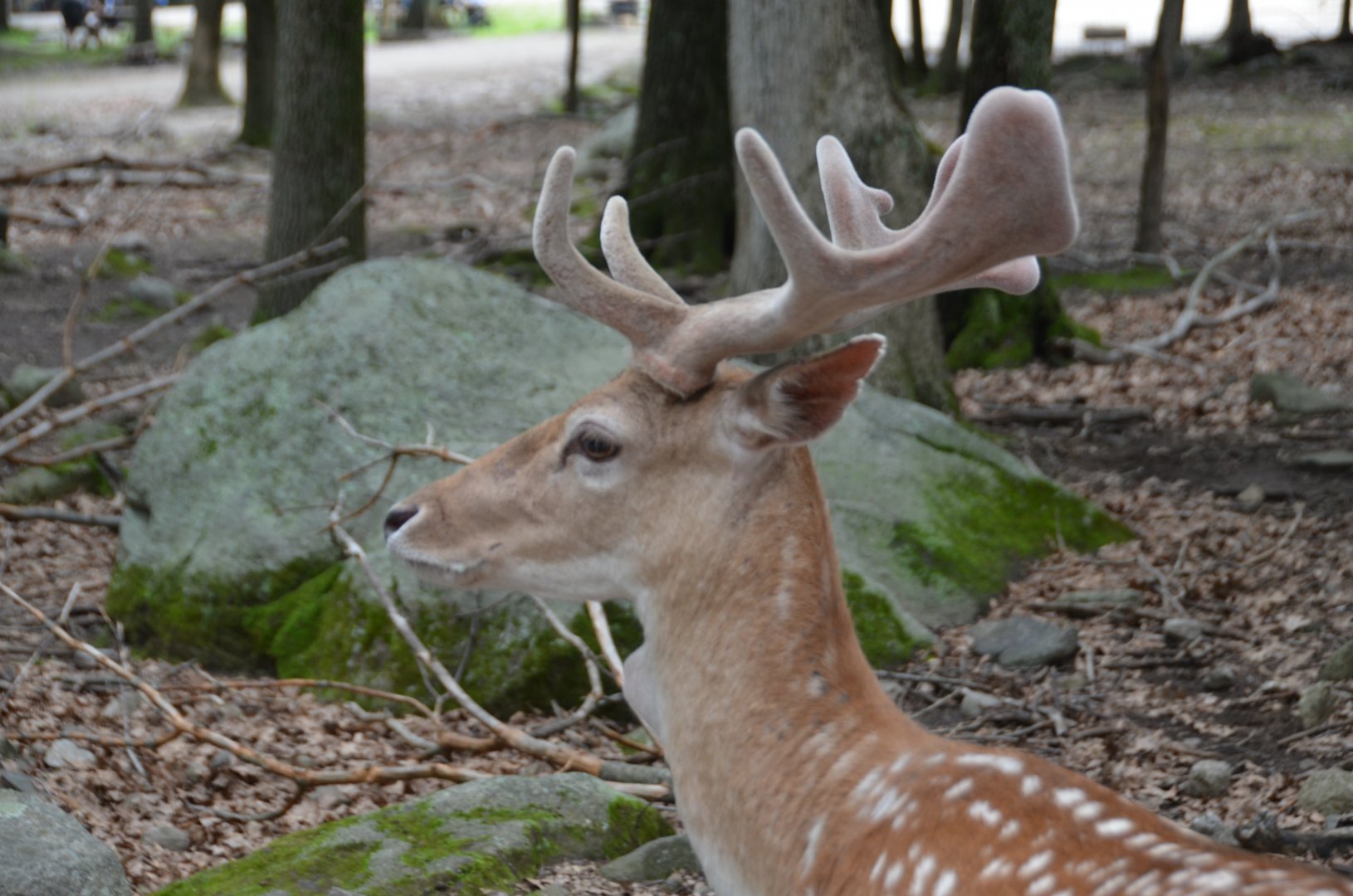 Fallow Deer