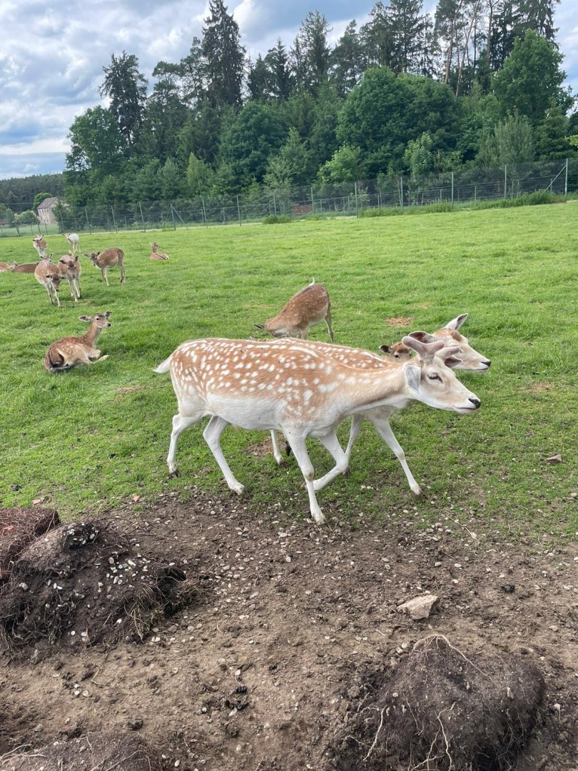 Fallow Deer