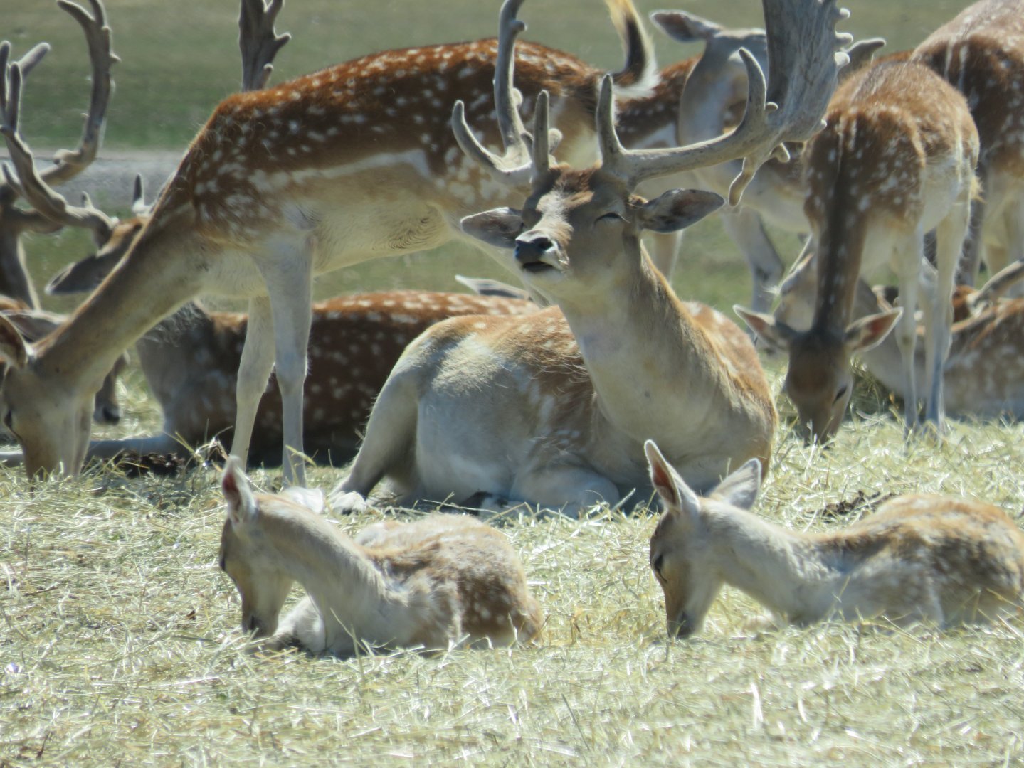 Fallow deer