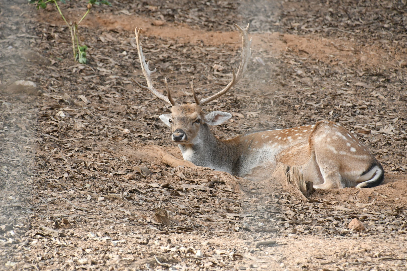 Fallow Deer