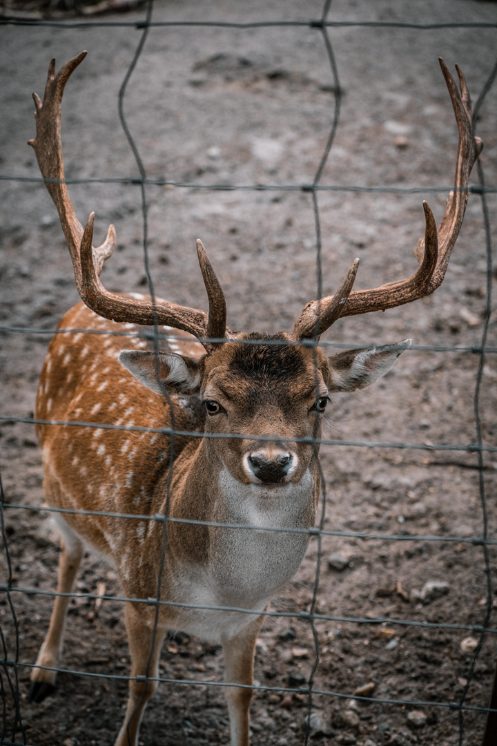 Fallow Deer