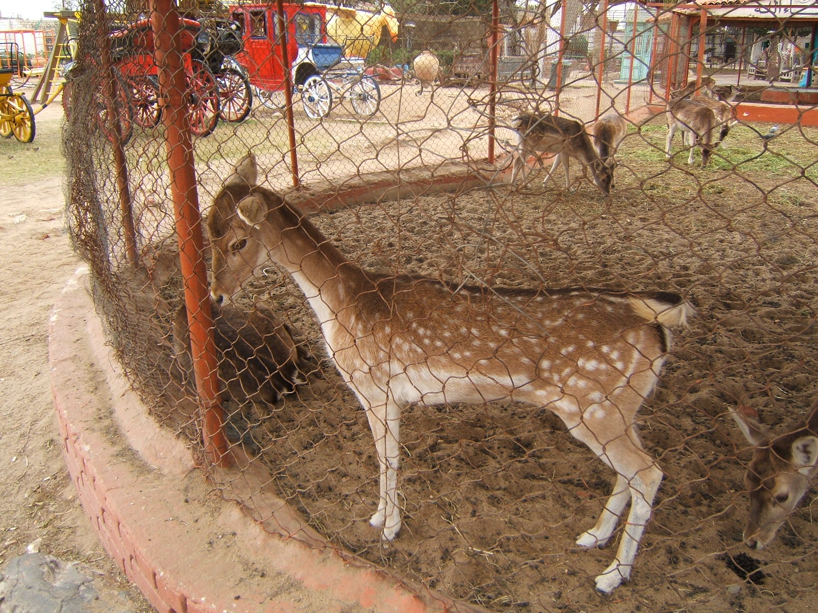 Fallow deer