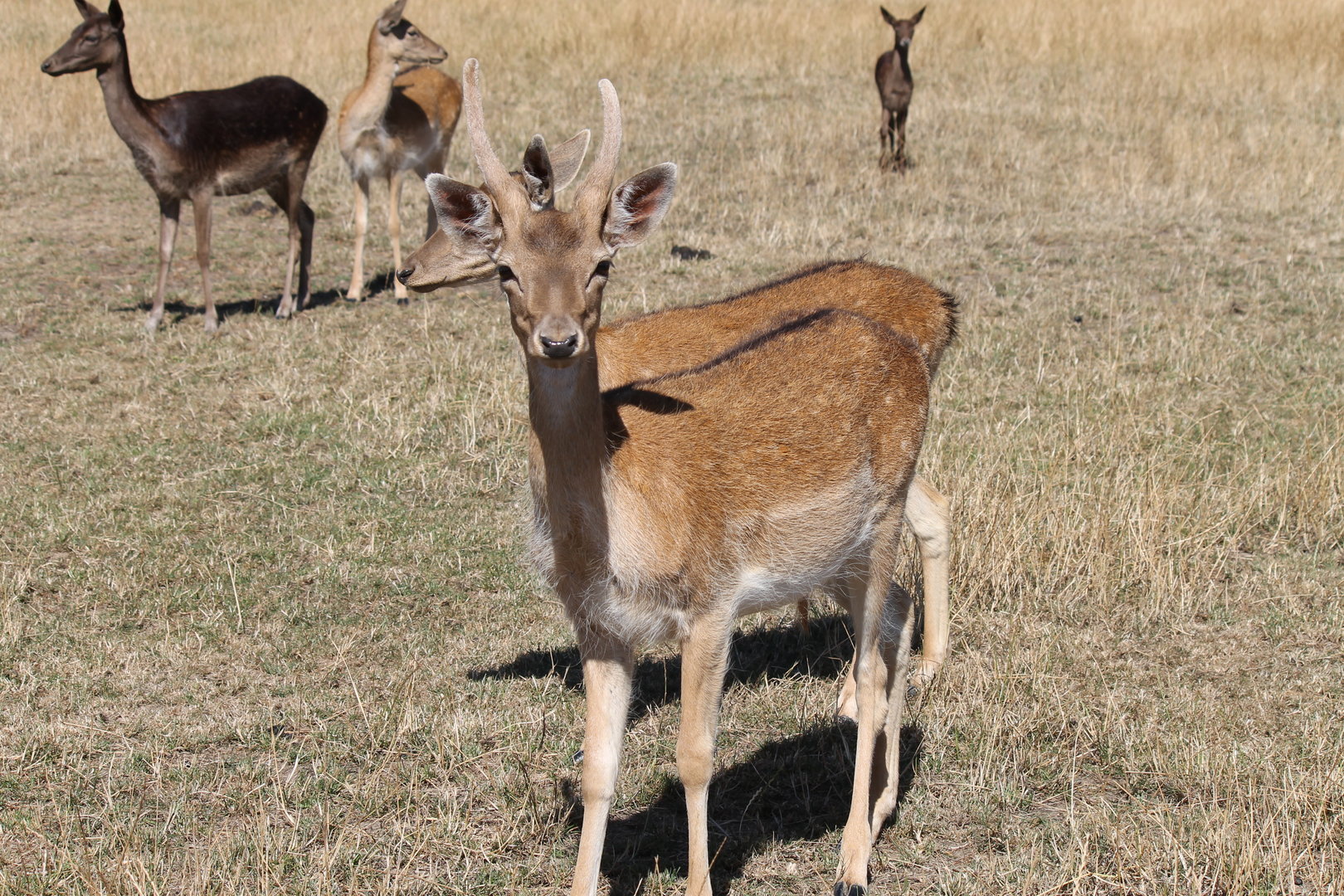 Fallow Deer