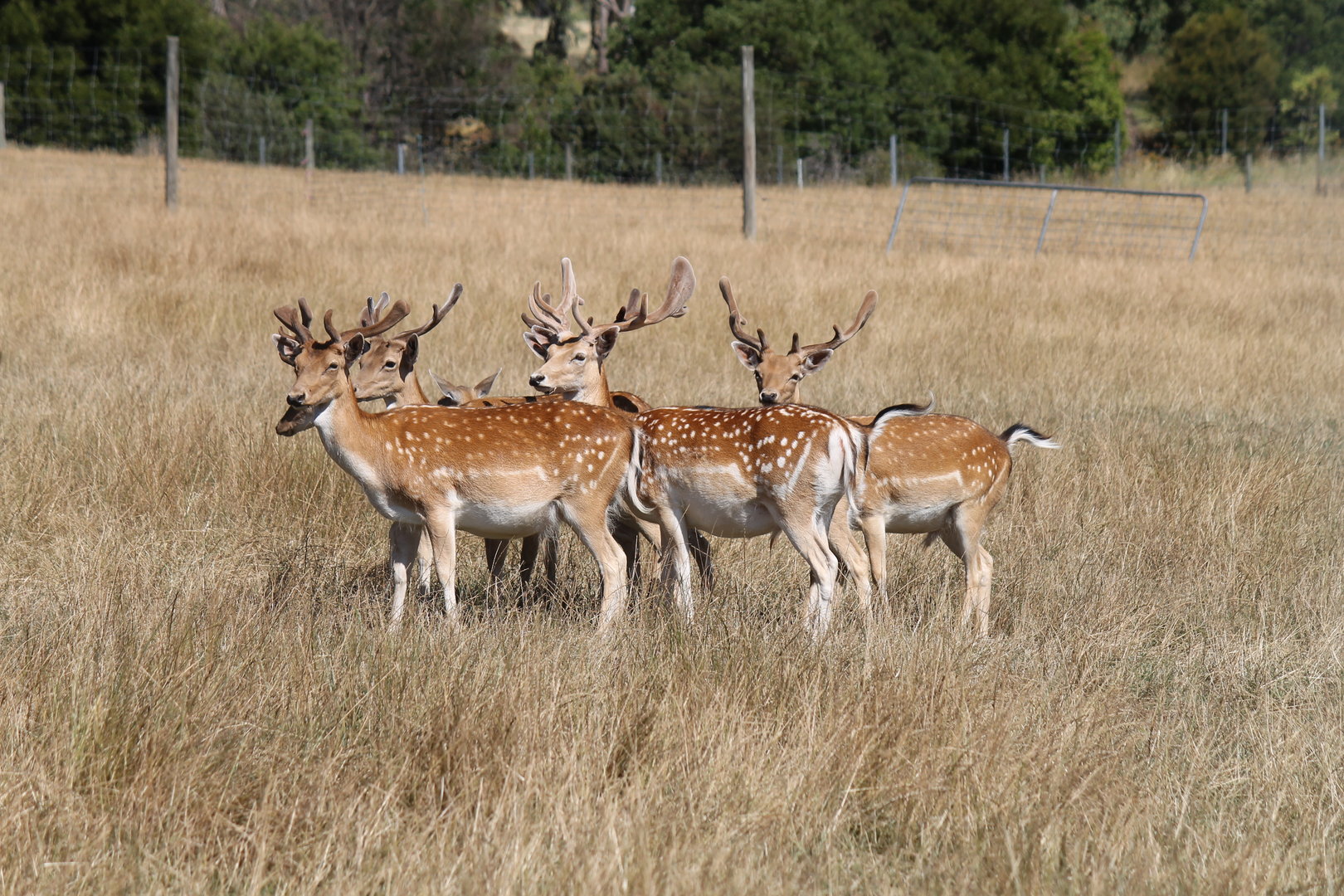Fallow Deer