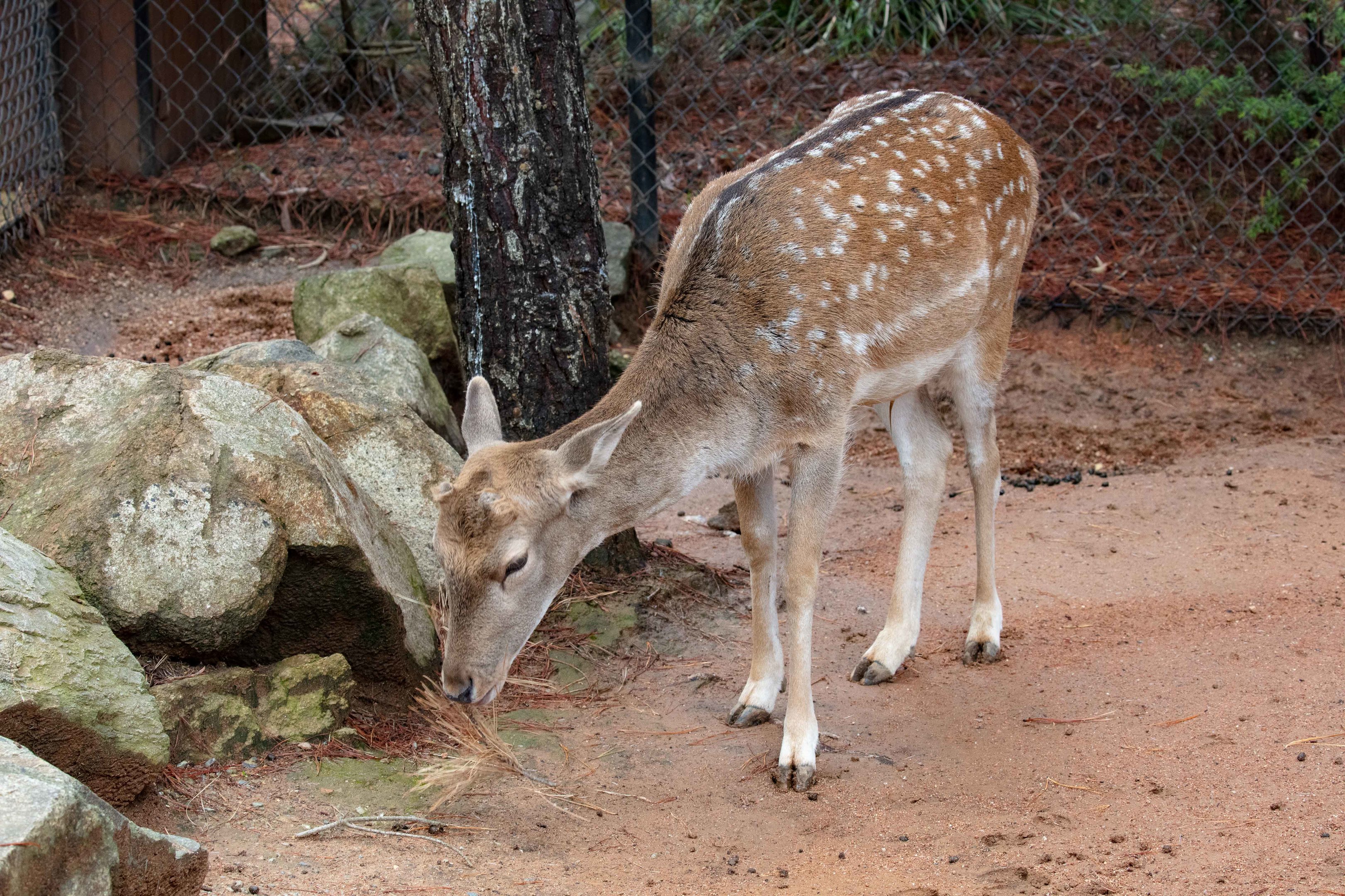Fallow Deer