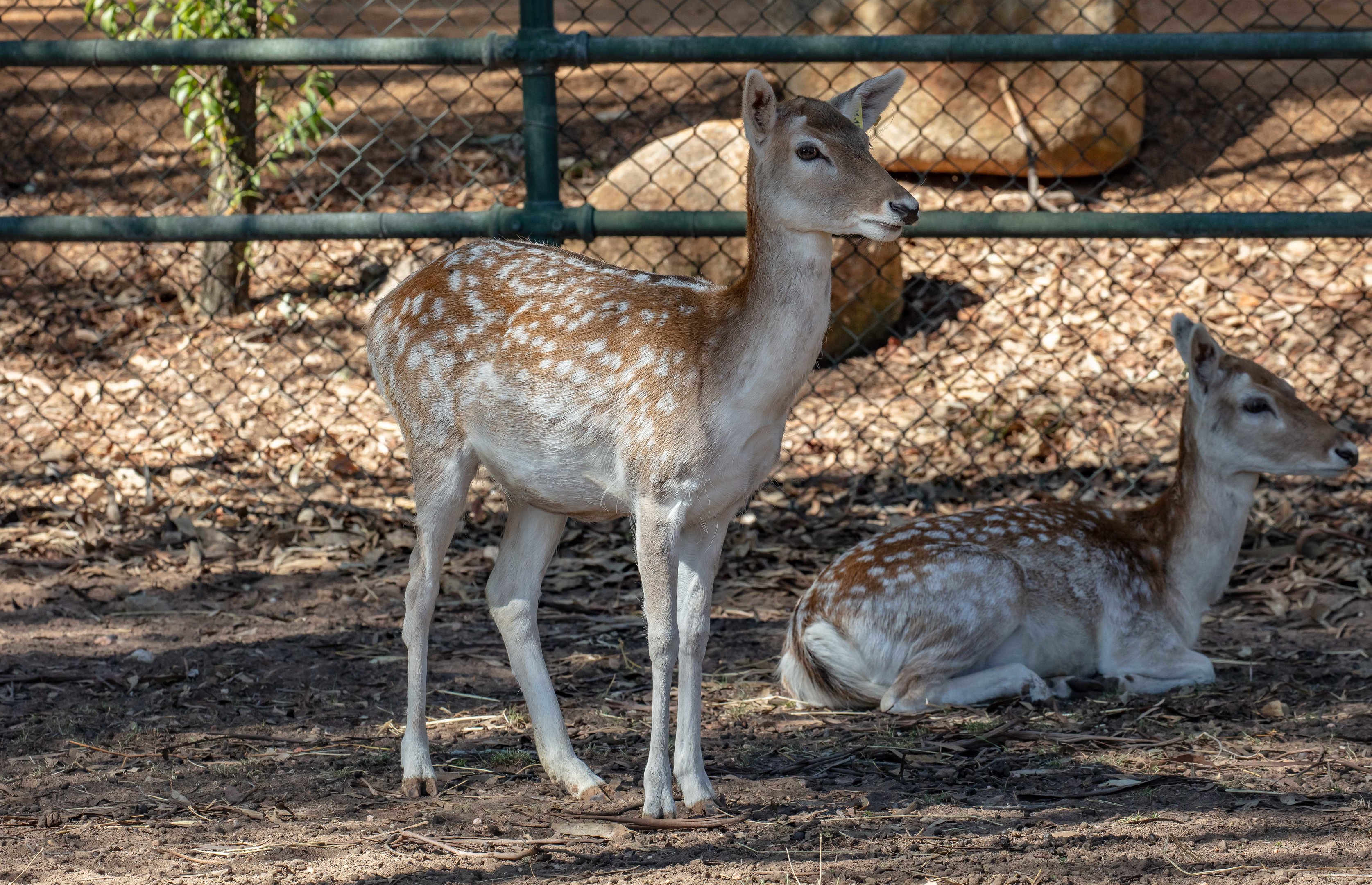 Fallow Deer