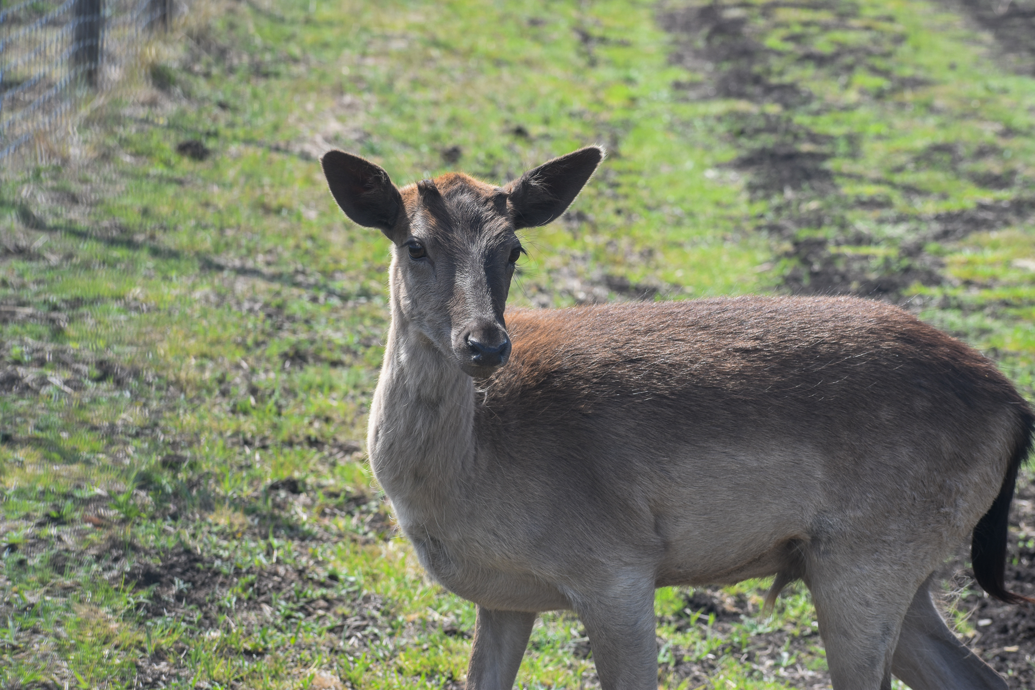 Fallow Deer